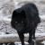 El Lobo Negro